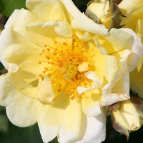 Diszkrét illatú rózsa - Rózsa - Sunshine Happy Trails® - Online rózsa vásárlás